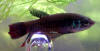 Betta imbellis