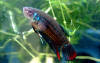Betta imbellis
