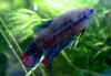 Betta imbellis