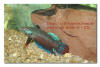 Betta falx