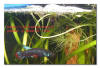 Betta falx