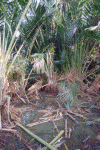 Betta imbellis habitat