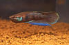 Betta sp. Kapuas