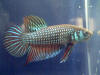 Betta sp. Mahachai male
