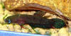Betta miniopinna