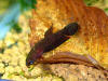 Betta miniopinna
