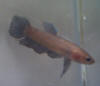 Betta persephone
