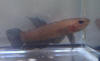Betta persephone