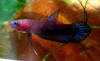 Betta albimarginata