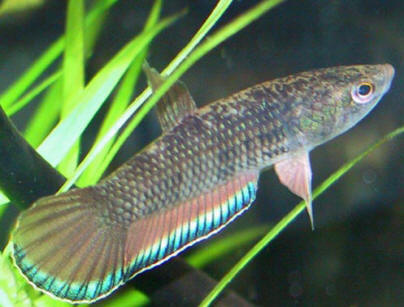 Betta pcita
