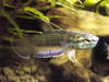 Betta pcita