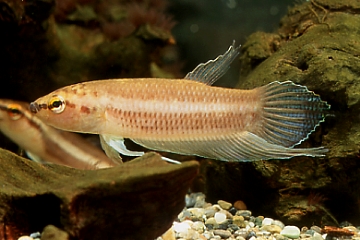 Betta pinguis