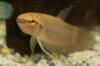 Betta pinguis