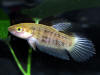 Betta pugnax female