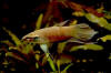 Betta cf. pugnax