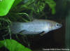 Betta pugnax female