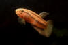 Betta sp. Sanggau