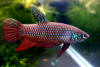 Betta smaragdina male