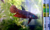Betta smaragdina male
