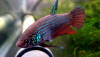 Betta smaragdina male