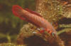 Betta sp. Sukadana