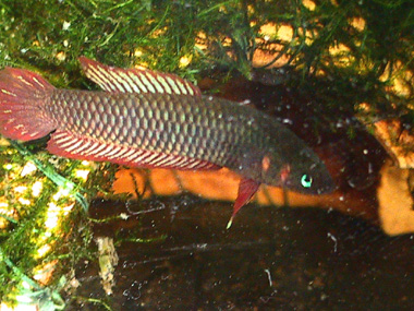 Betta Sukadana