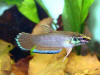 Betta taeniata