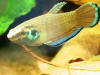 Betta taeniata