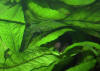 Betta_cf._tussyae_nest_with_fry_by_Nonn_Panitvong
