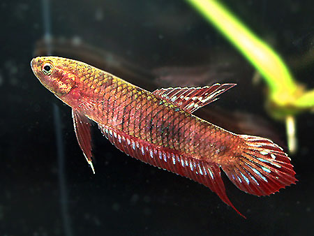 Betta tussyae male